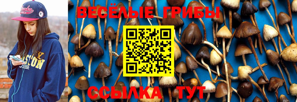 Псилоцибиновые грибы Psilocybine cubensis Дубна